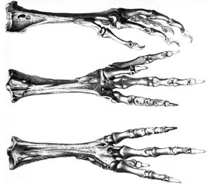 옥스퍼드 표본의 발에 대한 1848년 석판화. 유전자 분석을 위한 DNA 샘플링에 사용되었다.