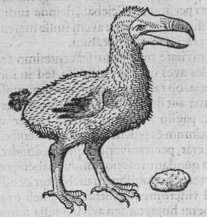 1605년 카롤루스 클루시우스의 도도새와 모래주머니 돌, 야코브 판 네크의 저널에 있는 그림에서 복사됨