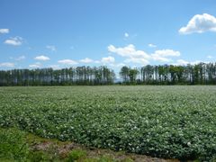 홋카이도(北海道) 소시미즈정(小清水町)의 감자밭과 방풍림