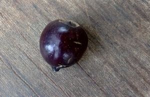 네팔 판치칼 계곡의 익은 백단향 열매