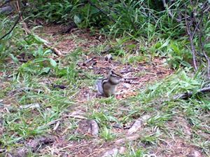 쿠이구크 호수 근처의 Eutamias sibiricus