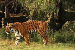 중국 호랑이 보존 프로젝트의 수컷 호랑이가 자신의 영역을 페로몬 표지하고 있다.
