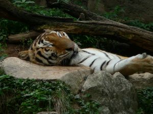 용인 에버랜드의 호랑이