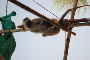 라자스탄 근처 마을의 회색 랑구르