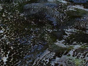 히마찰프라데시주 링티 계곡의 바랄