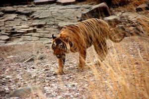 란탐보르 국립공원의 호랑이