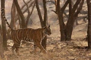 란탐보르 국립공원에서 영역 표시하는 아성체 호랑이