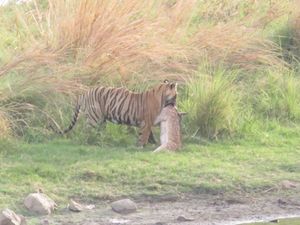 란탐보르 국립공원에서 사냥감을 잡은 호랑이