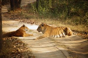 칸하 국립공원(Kanha National Park), 마디아프라데시주