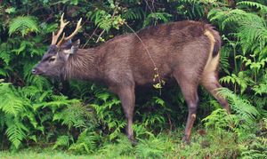 스리랑카 호턴 평원 국립공원의 삼바사슴