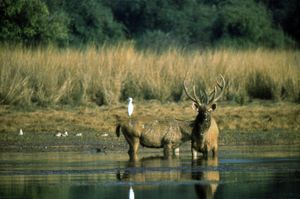 인도 란탐보르 국립공원의 사슴 수컷들
