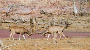 두 마리의 삼바사슴 수컷이 뿔을 걸고 싸우는 모습
