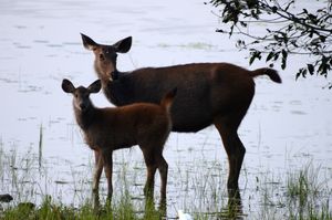 삼바사슴 어미와 새끼
