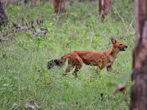 무두말라이 국립공원 밀림을 거니는 외로운 들개