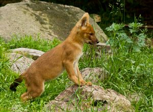 들개 새끼, 콜마르덴 야생동물공원