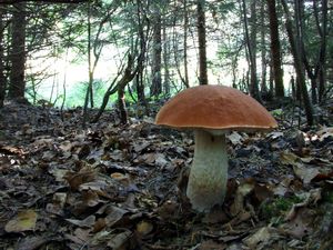 붉은다리버섯(Leccinum aurantiacum), 외생균근 균류