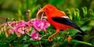 '이이위 (Drepanis coccinea) 및 기타 고유종은 침입종과 서식지 손실과 같은 인간 활동의 심각한 영향을 받았다