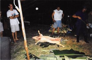 하와이 오아후에서 밤새 돼지를 요리하기 위해 하와이식 이무를 준비하는 모습