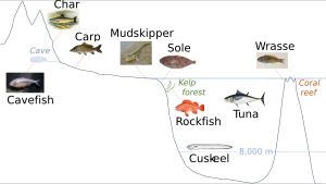 다양한 어종은 다양한 담수 및 해양 서식지에 적응해 있다.