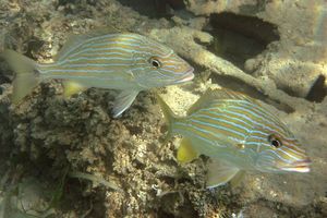 프랑스 그런트 물고기(Haemulon flavolineatum)는 이빨을 갈아 소리를 낸다.