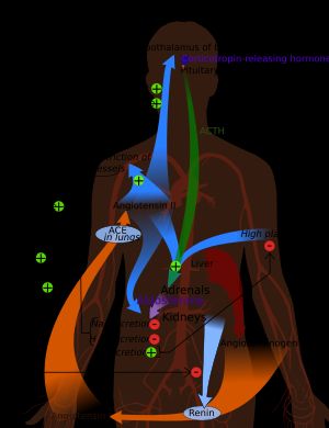 레닌-안지오텐신계