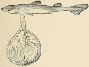아리스토텔레스는 (사진의 태아처럼) 배아가 일종의 태반(난황낭)에 끈으로 연결되어 있는 상어의 배아를 기록했는데, 이는 최고에서 최저까지의 선형 척도의 예외가 되었다.