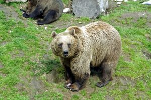 핀란드의 국민 동물이자 가장 큰 육식동물인 곰