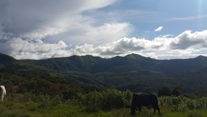 나이지리아 북동부 지역의 맘빌라 고원