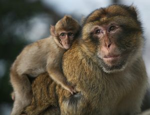 버버리원숭이(Barbary macaque)는 버버리원숭이(Barbary ape)라고도 알려져 있다.