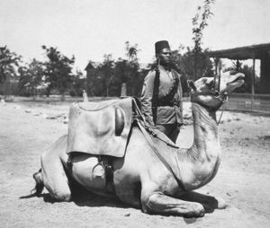 20세기 초 영국군의 토착군 소속 낙타병