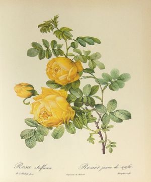 피에르-조세프 레두테(1759–1840)의 수채화 Rosa hemisphaerica (동의어: R.&nbsp;sulphurea)