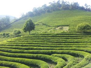 보성 녹차밭