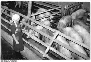 돼지를 사육하고 있는 동독의 한 농가