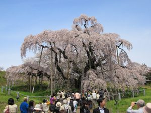 수령 1,000년 된 미하루 타키자쿠라. (Prunus itosakura 'Pendula-rosea' aka 'Beni-shidare')