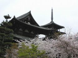 벚꽃이 만개한 호류지