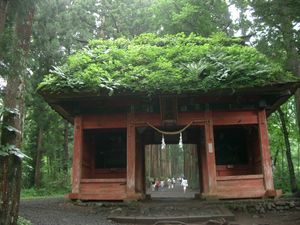 도가쿠시 신사로 이어지는 삼나무 길