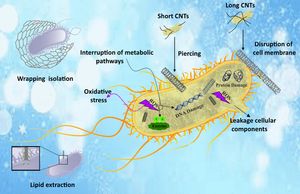 CNT 강화의 항균 메커니즘 개략도