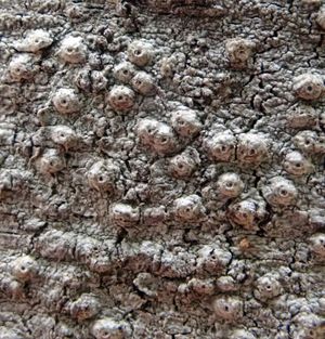 지의류 Ocellularia jacinda-arderniae