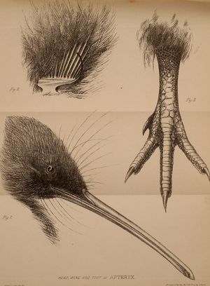 1860년대 Apteryx 그림. 긴 부리, 짧은 다리와 발톱, 어두운 털 같은 깃털 등 독특한 특징을 보여준다.