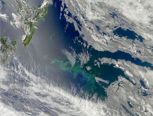 섬 주변의 거대한 식물 플랑크톤 번성