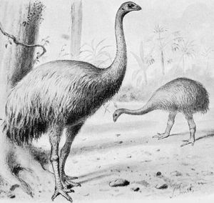 Dinornis robustus와 Pachyornis elephantopus의 복원도 (두 종 모두 남섬 출신)