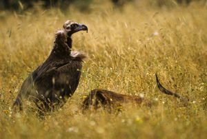 스페인에서 먹이를 먹는 검독수리