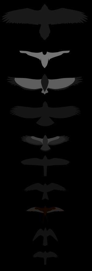 맹금류의 다양한 형태와 크기