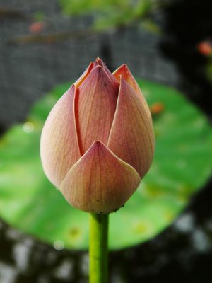 흔한 수생 식물인 연꽃( Nelumbo nucifera )의 싹