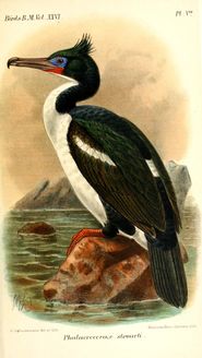 영국 박물관 조류 목록(Catalogue of the Birds in the British Museum), 1897년판에 실린 포보섬 쇠가마우지 그림