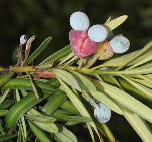 P. macrophyllus 구과(毬果)와 두 개의 종자