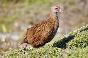 관목 위에 있는 웨카의 서식지