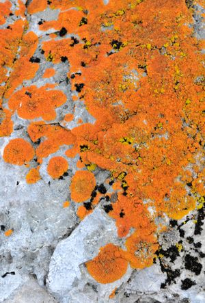 남극 윌헬름 제도(Wilhelm Archipelago)의 야루르 제도(Yalour Islands)에서 자라는 주황색 지의류 (아마도 칼로플라카(Caloplaca))