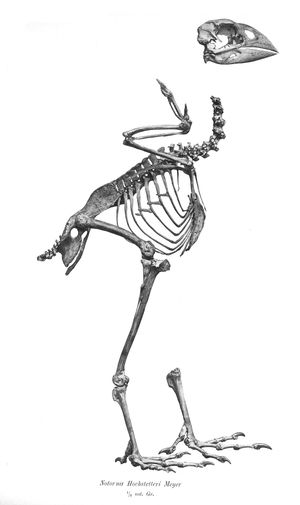 마이어(Meyer)의 1883년 기술에서 나온 Notornis hochstetteri