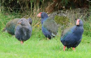 어린 타카헤(왼쪽)와 성체 타카헤(오른쪽). 오로코누이 생태보호구역에서 촬영.